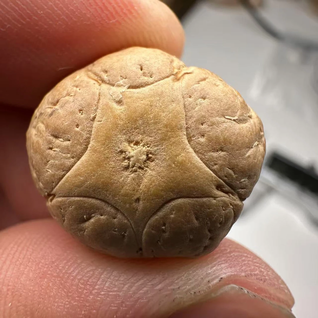 尼泊尔五星菩提，尺寸20，sss系列，货号54