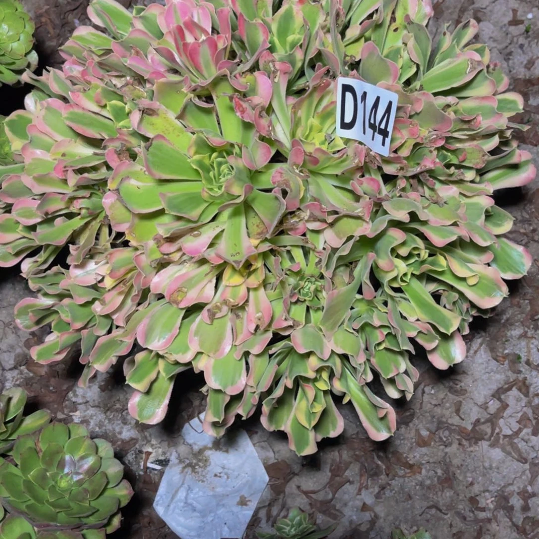 白凤法师14///////6包邮