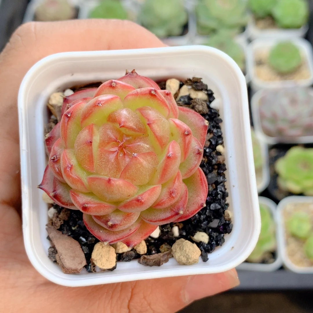 58包邮 群生不包整41