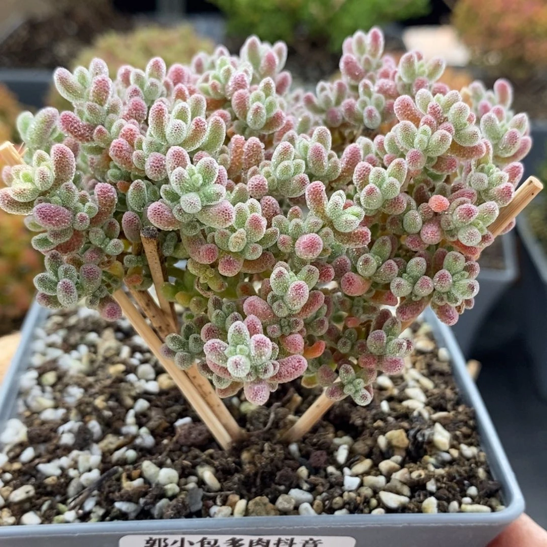 捡漏优选冰晶5993