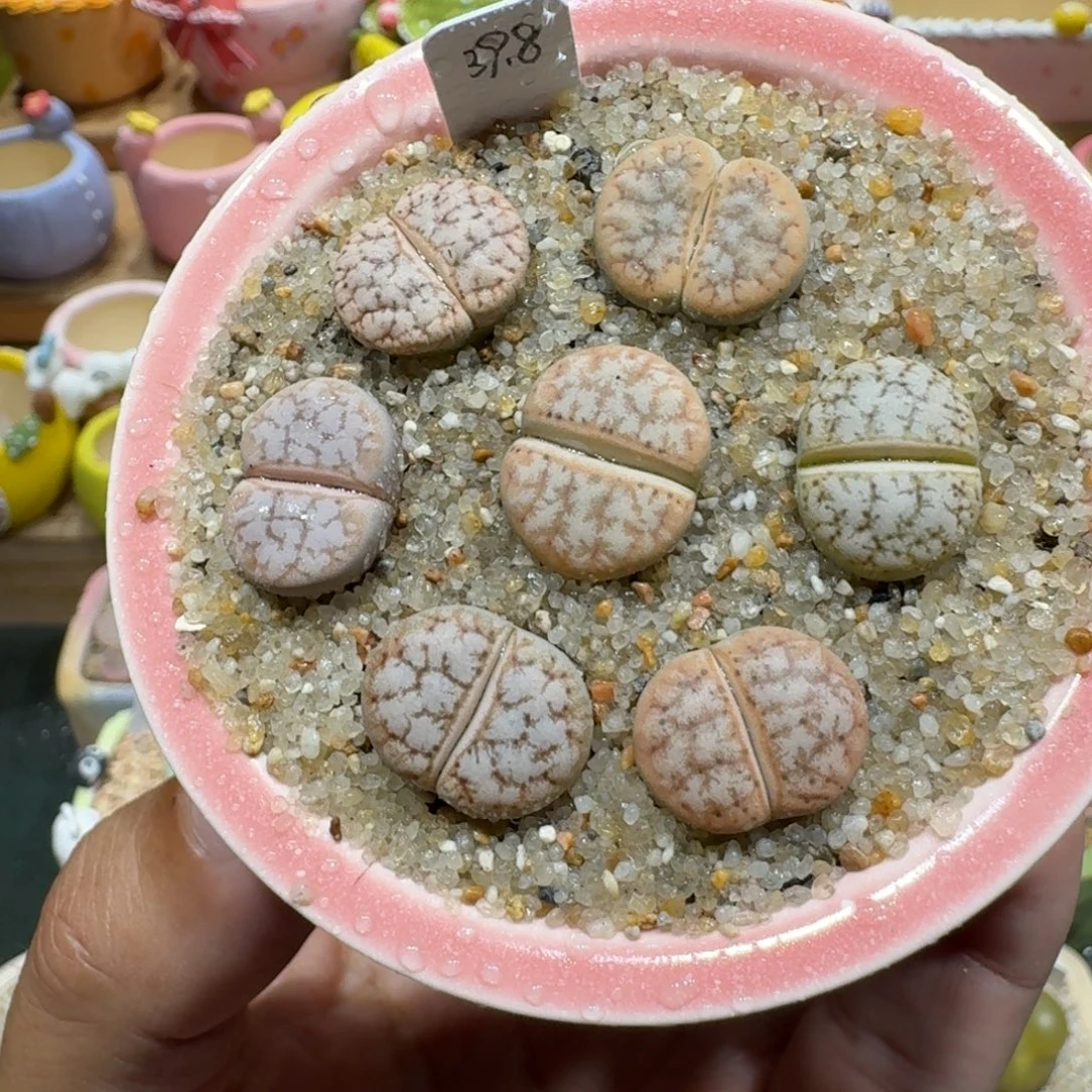 蘑菇1032c309a拿铁彩拼