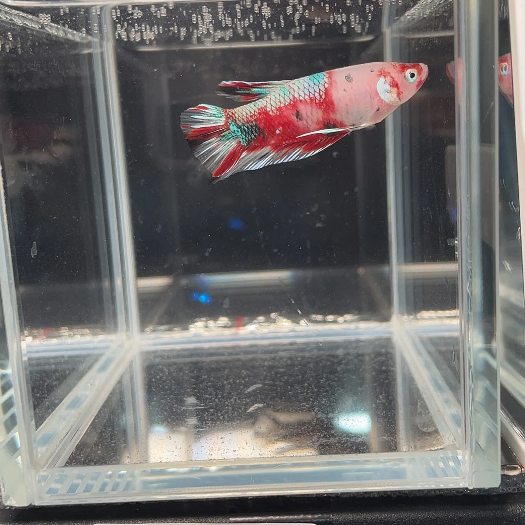 斗鱼12.14 koi将军 058