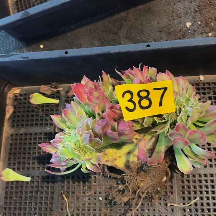 多肉植物福利387