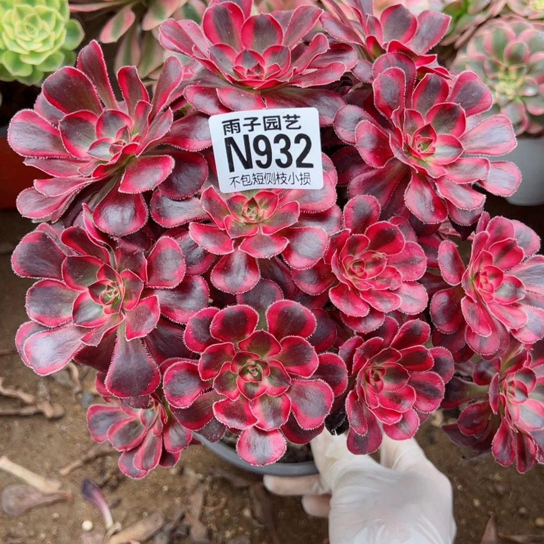 932香奈儿尺寸18左右