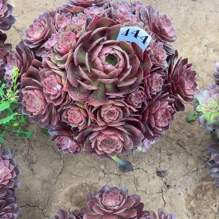 幽***兰桃花石多肉植物444