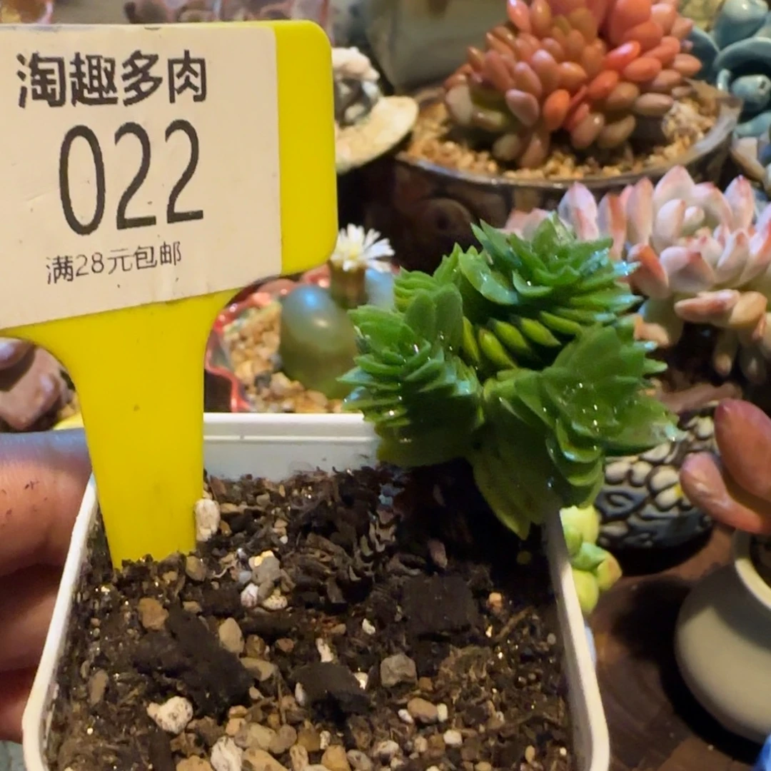 多肉植物绿色小橘