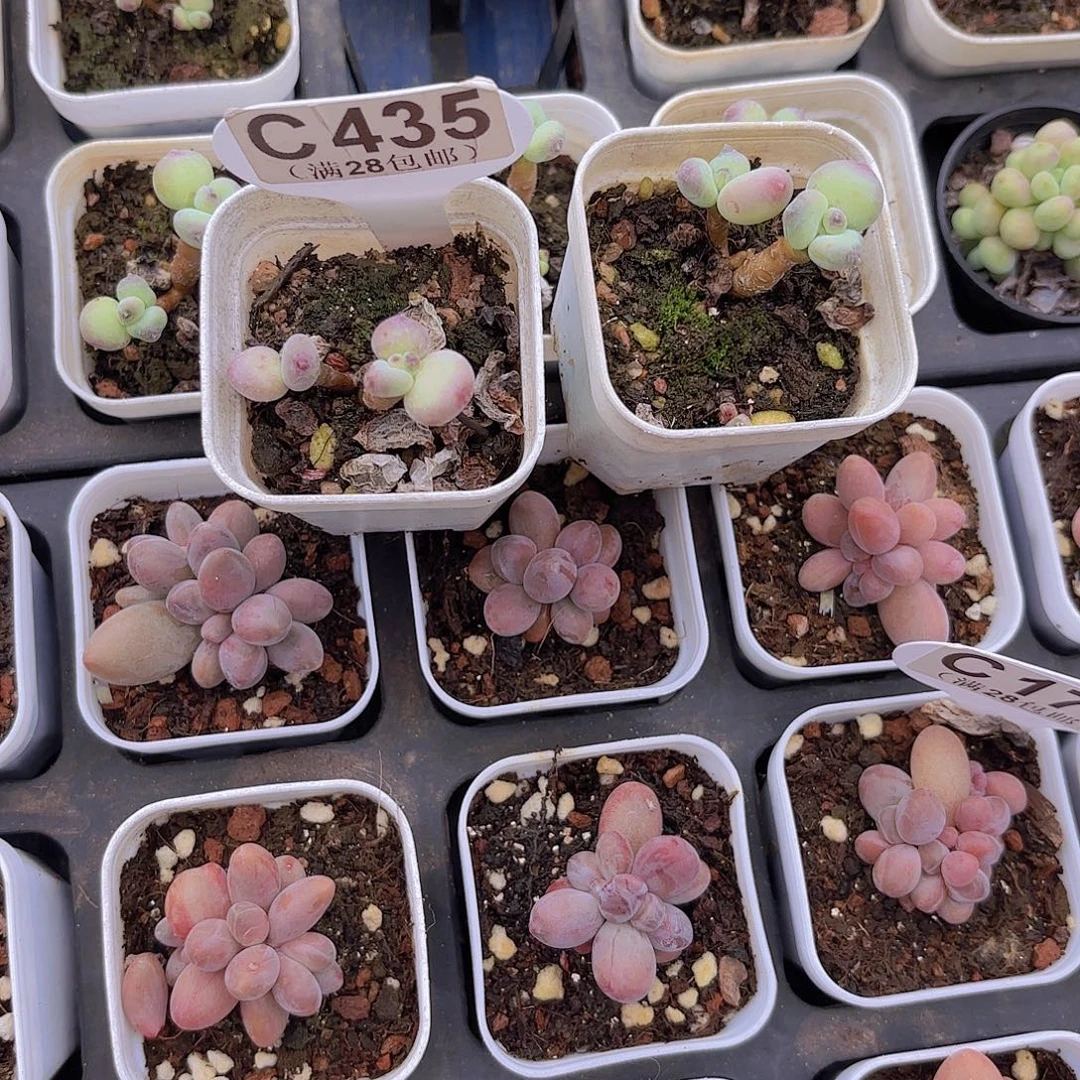 仙***贝C435两颗萤火虫一物一拍