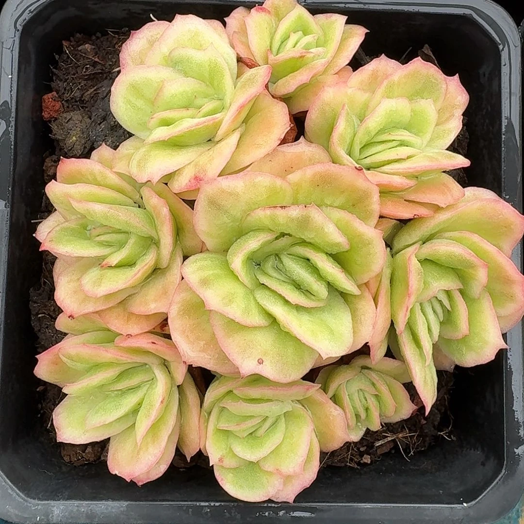 从前慢多肉编号冰玫瑰锦小群