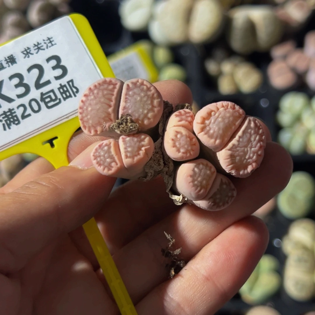 一***念323 生石花大群生一物一拍