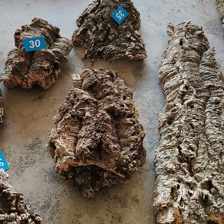 木一物一拍一物一发