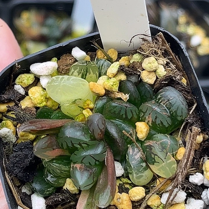 69红太阳玉露锦头家多肉十二卷