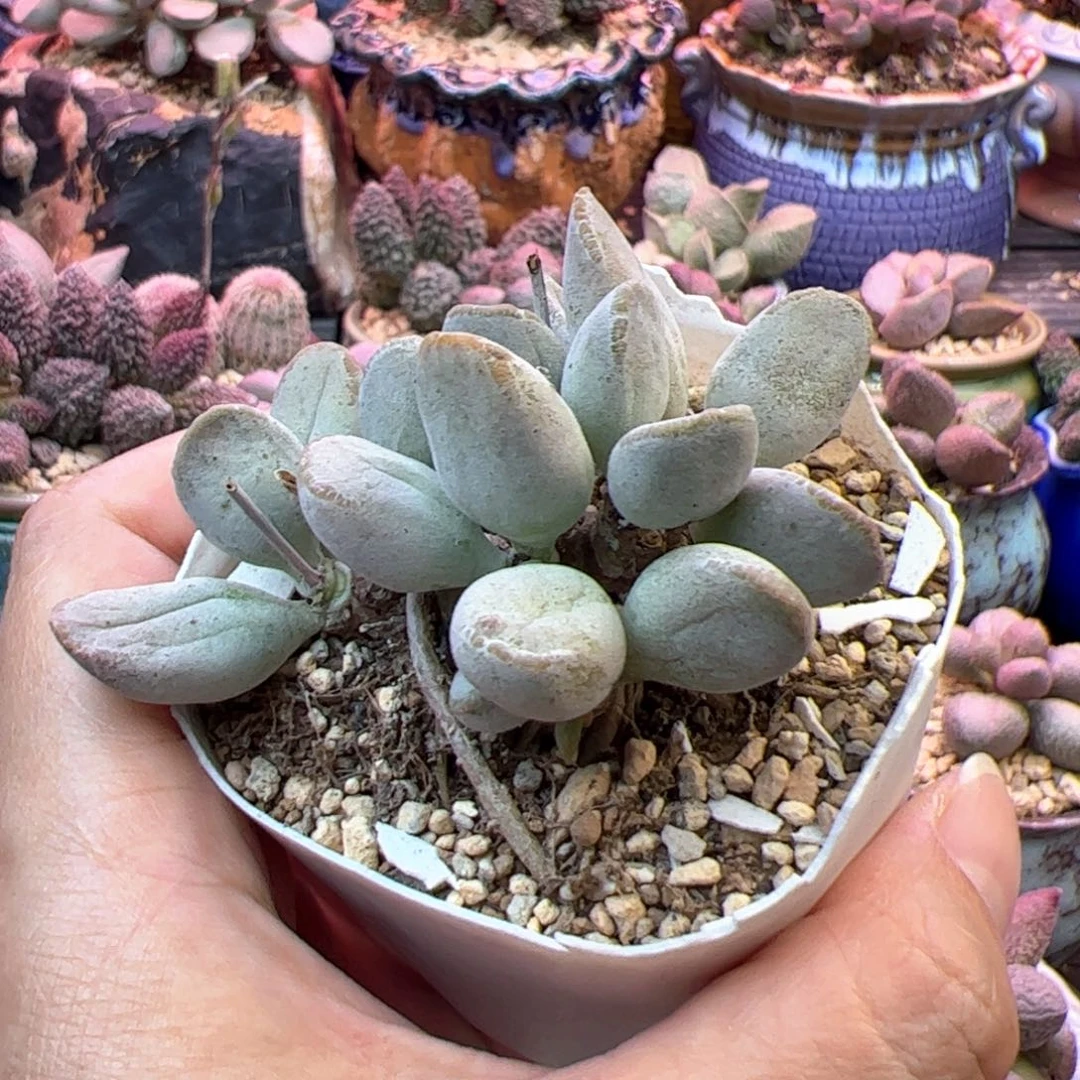 仙桃。