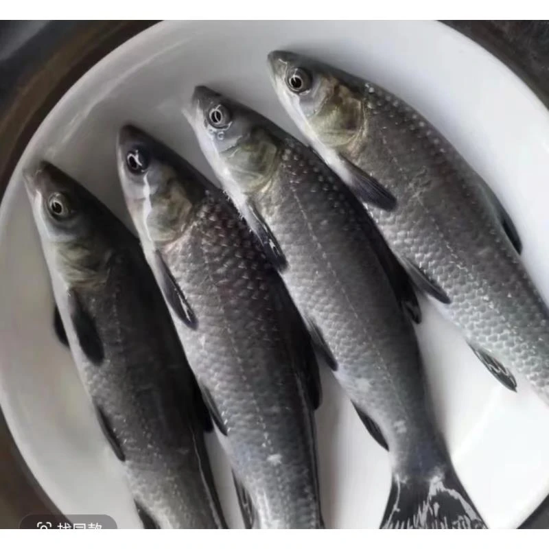 活体鱼四川青鱼螺蛳青观赏水族淡水饲养