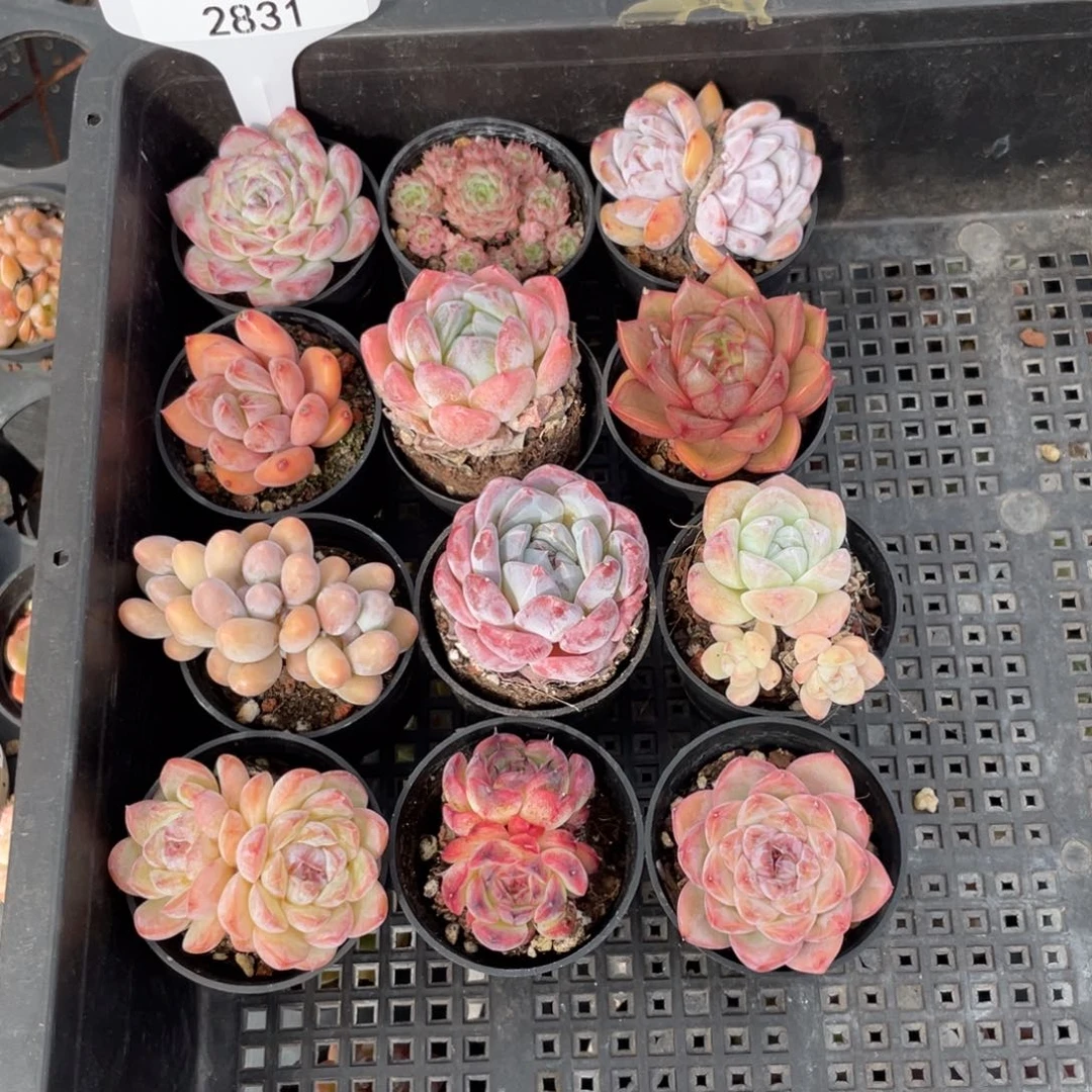 不包整散 盆子不售后2831