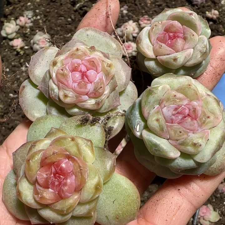 56号红灯泡多肉一盒