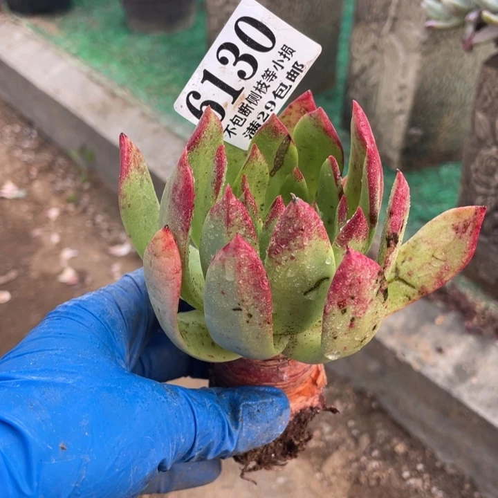 130号坎戴多肉植物