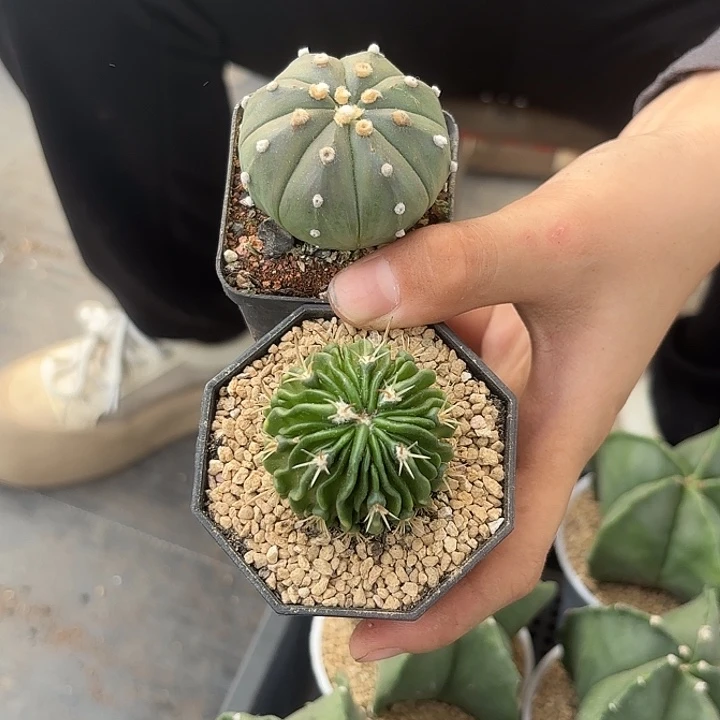 多棱玉➕星兜2盆带盆