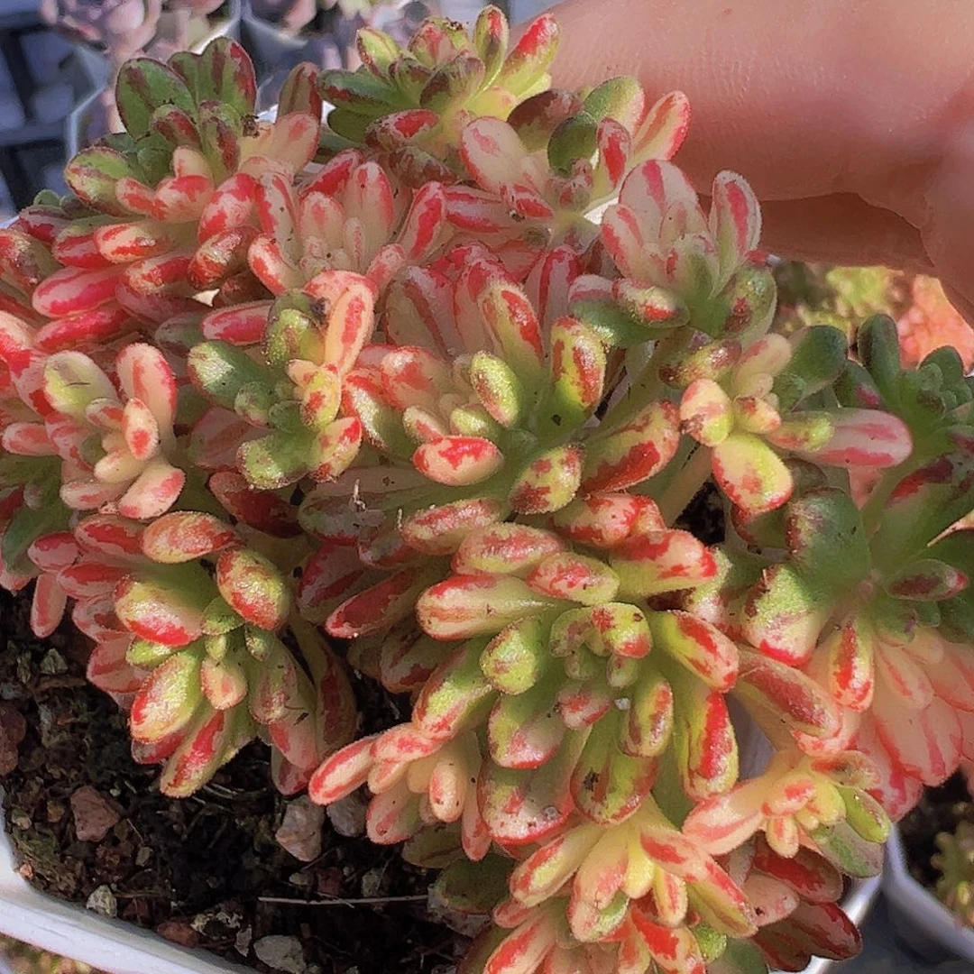 小人际锦19包邮多肉植物