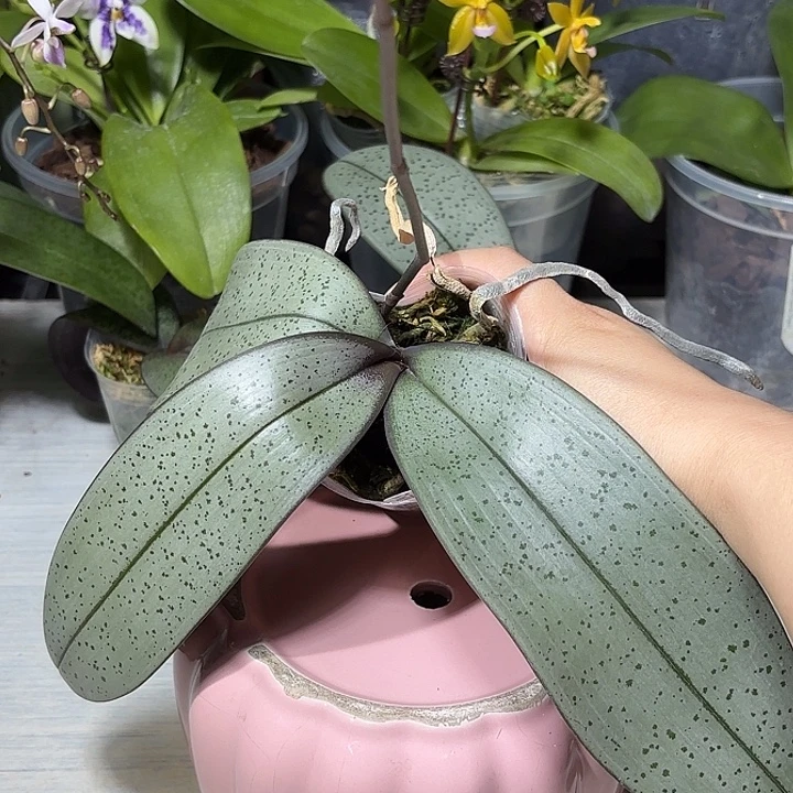 当前无花栽培后可以开花银月西蕾丽