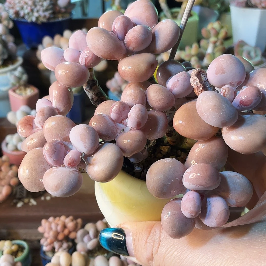 y***ᐝ多肉植物的生长发育和生长发育
