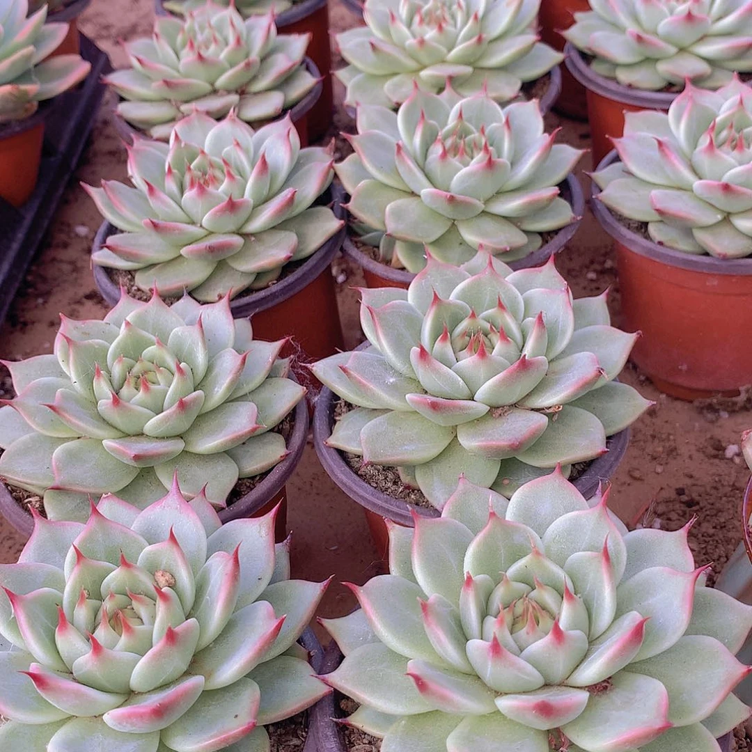 托斯卡内力34567788999