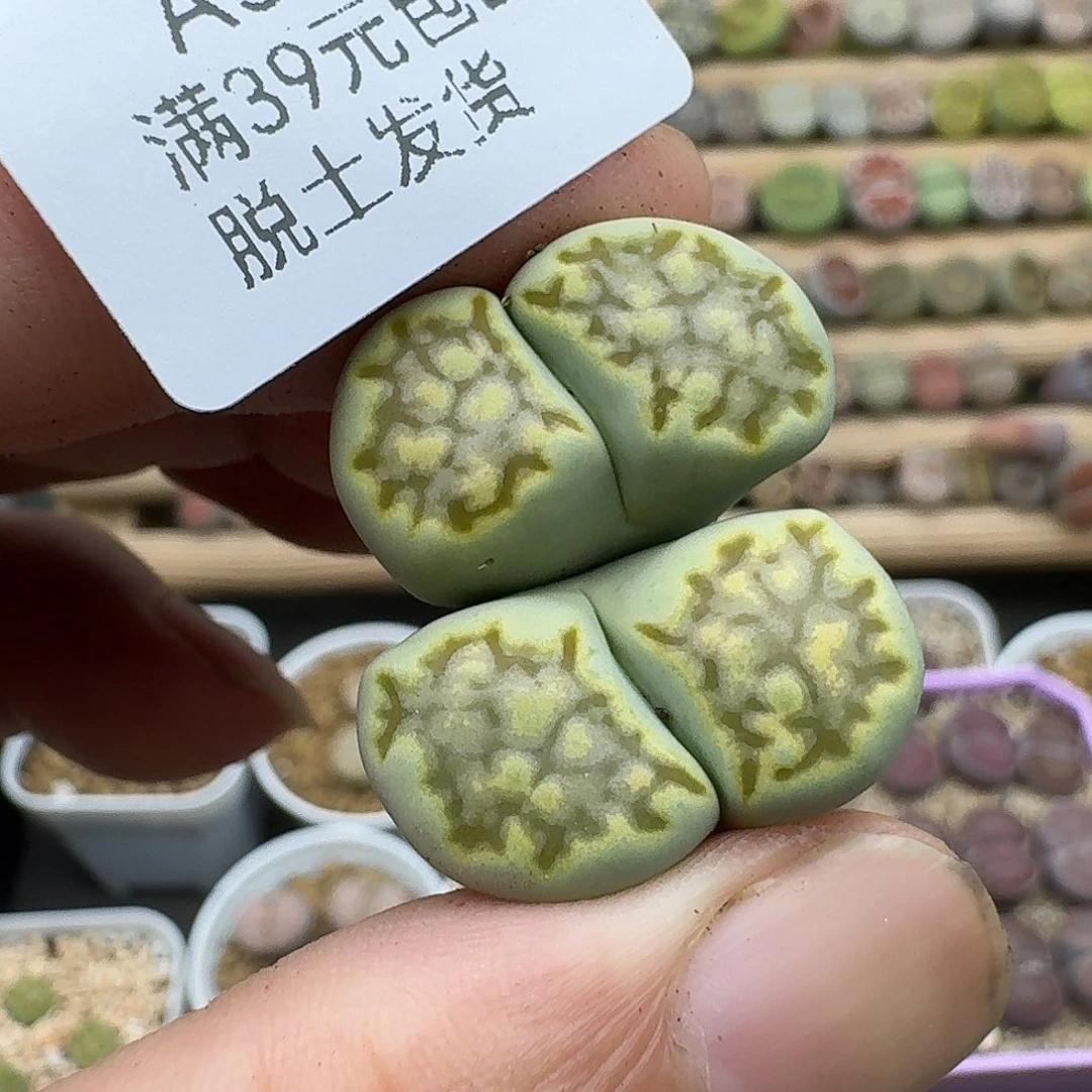 538多肉哈哈哈哈哈哈哈哈哈