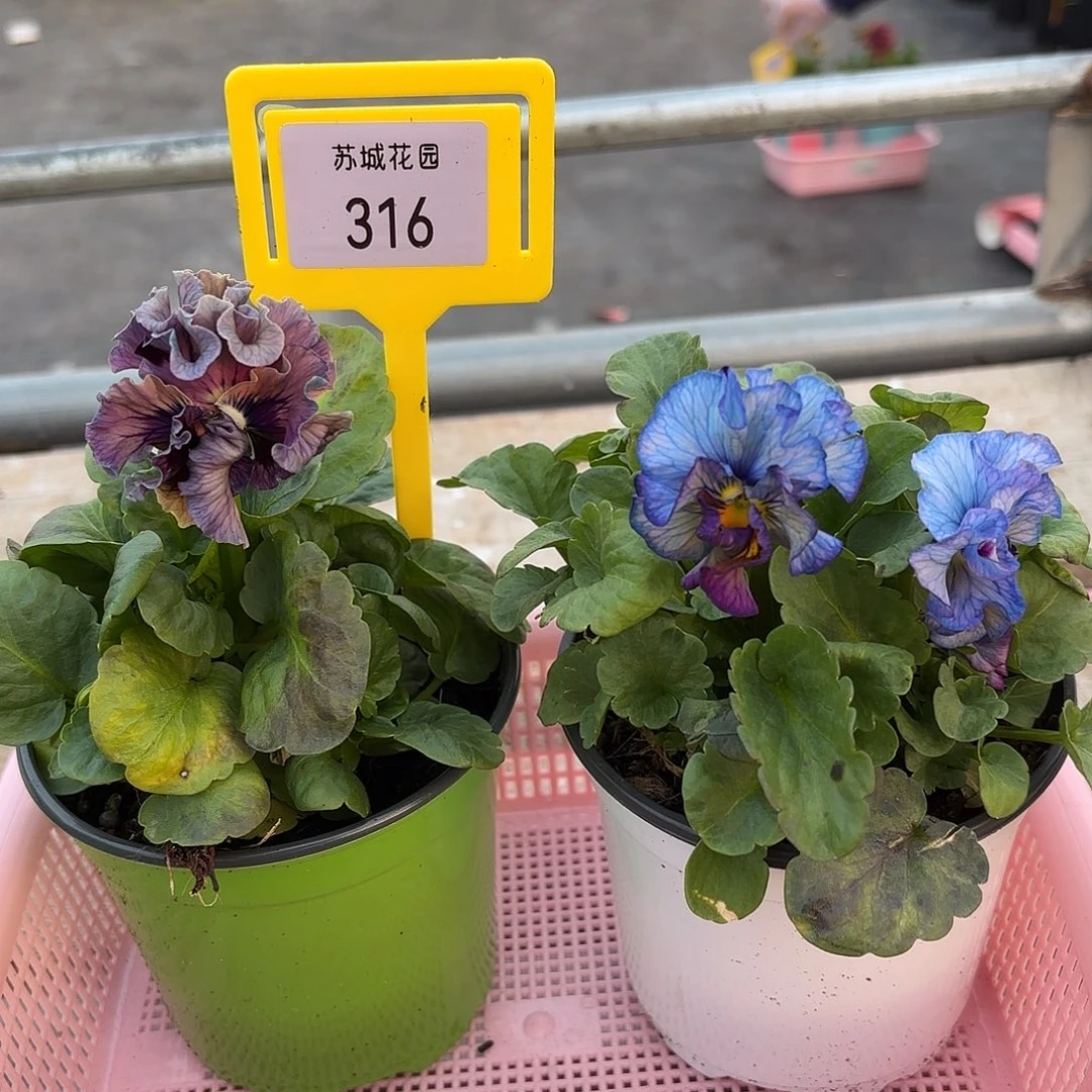 大部分开放少量花苞316