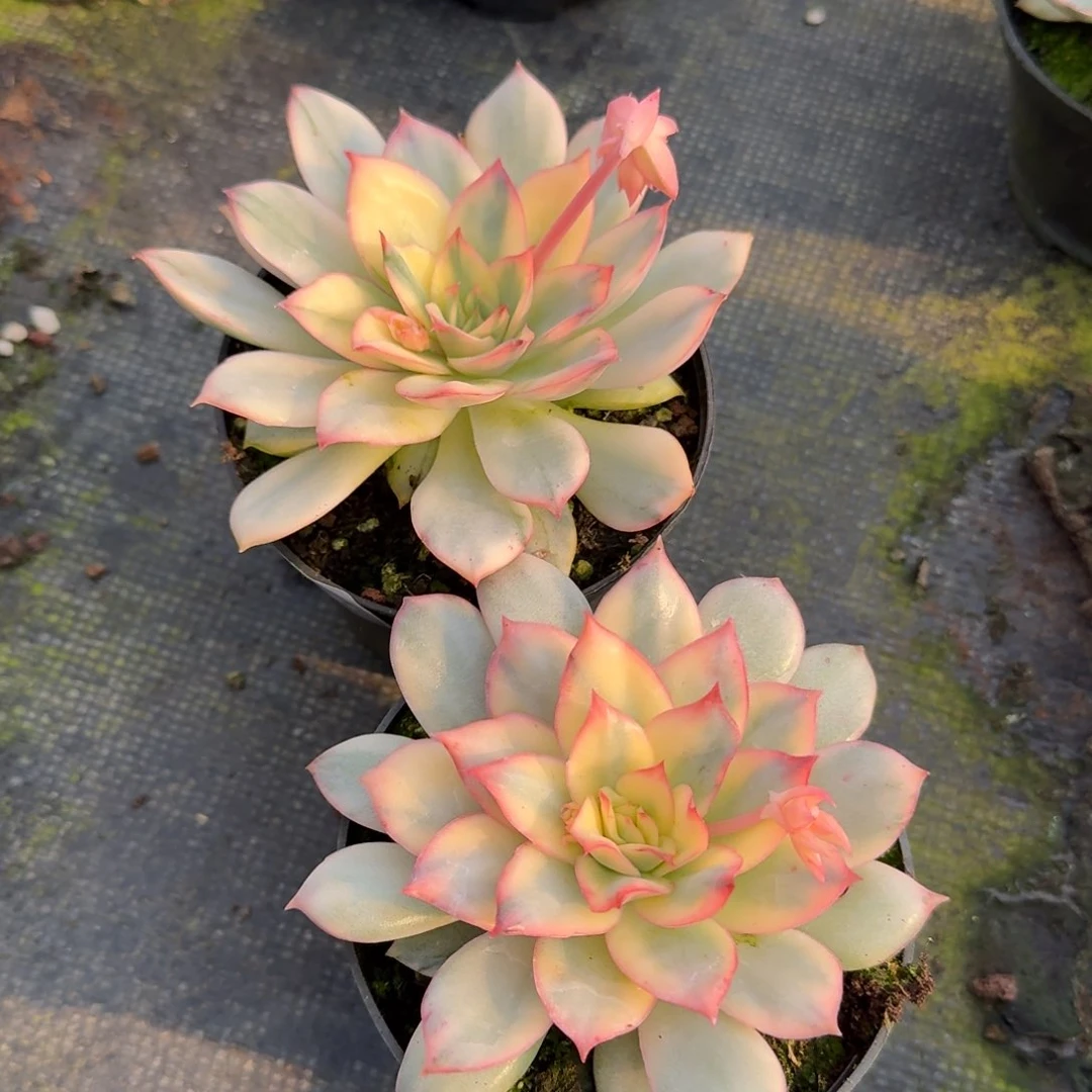 月光女神两颗量拍不带盆15-202断叶不售后