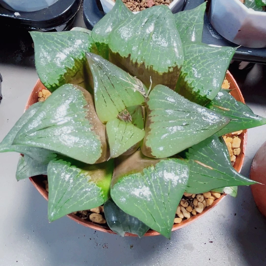 阿寒湖多肉植物6666