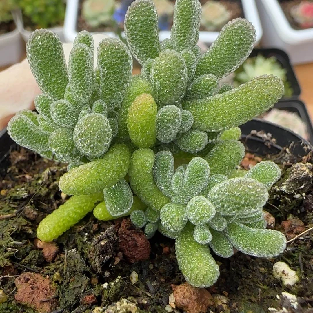 冰晶枝干一颗福利