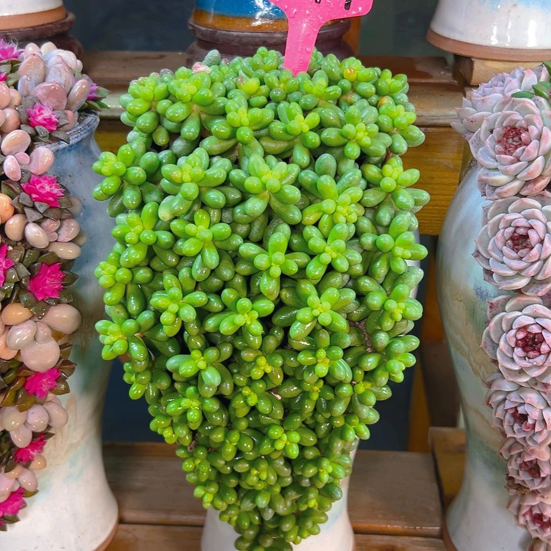 049绿色多肉组合花园