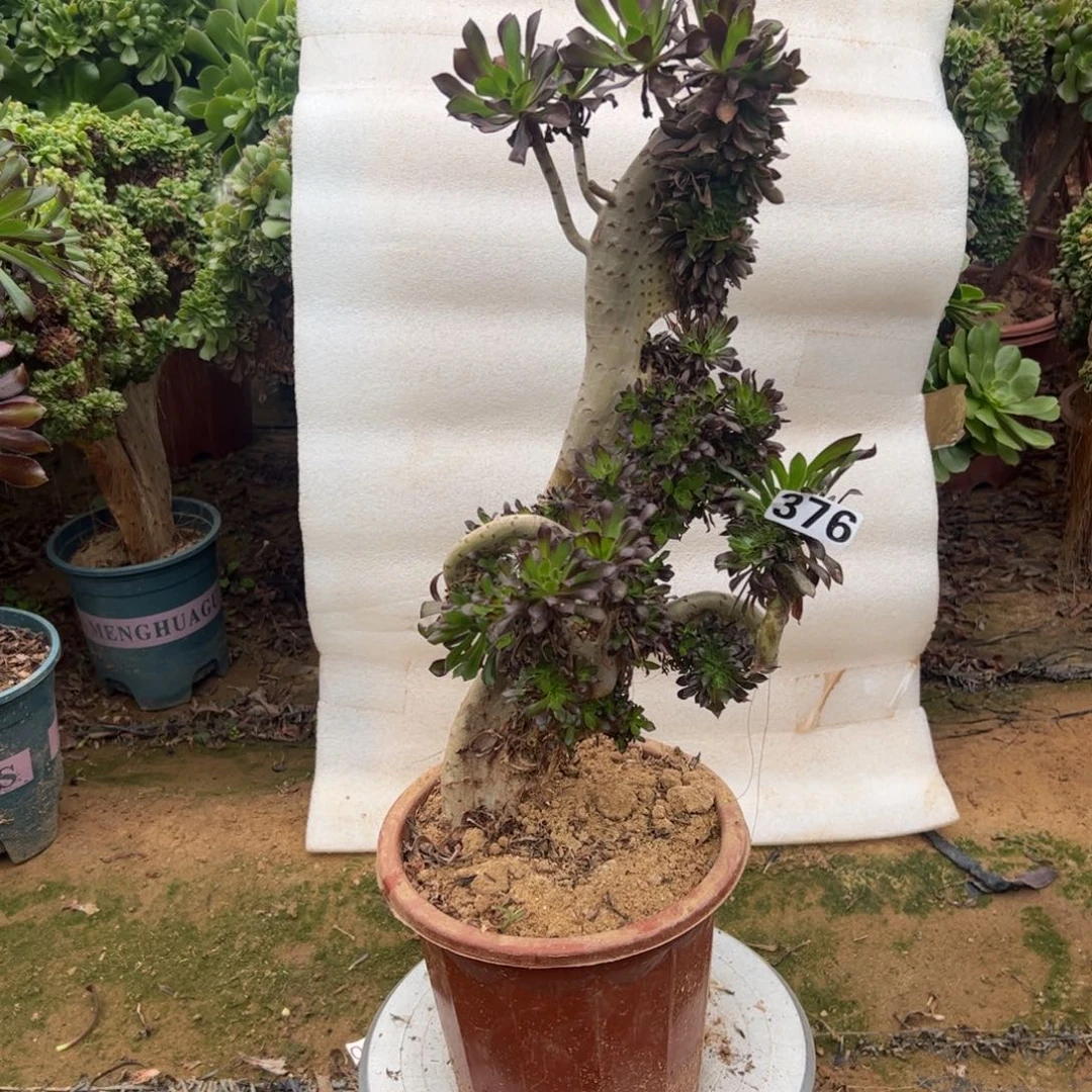 有伤黑缀376高度40厘米