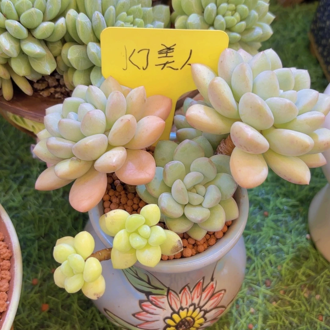 小****云南金致家精品多肉