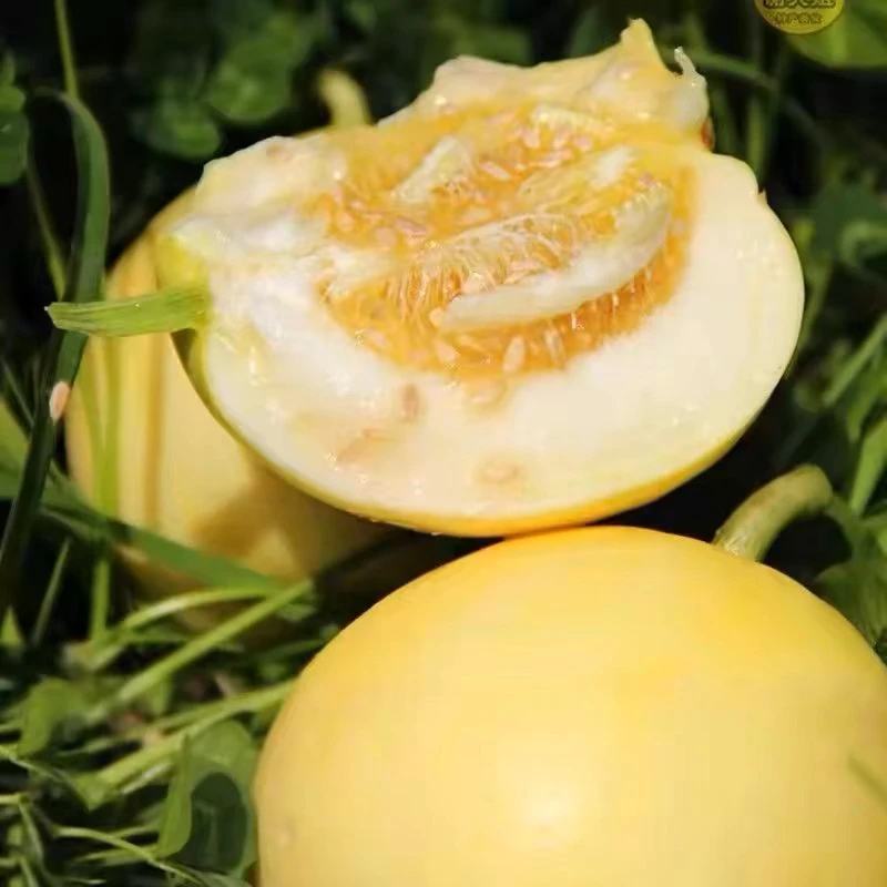 云南农家甜瓜 现收山货土特产