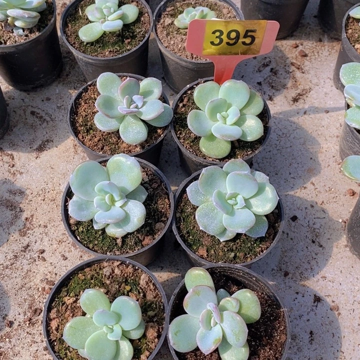 395号韩版奶茶6颗一组8厘米盆口