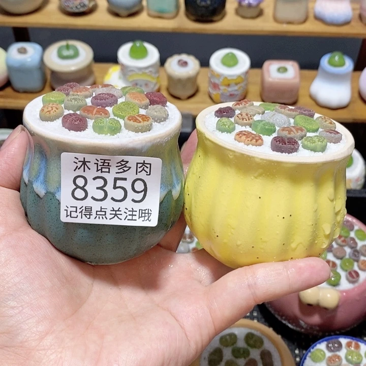 带盆土植物 精美盆栽8359
