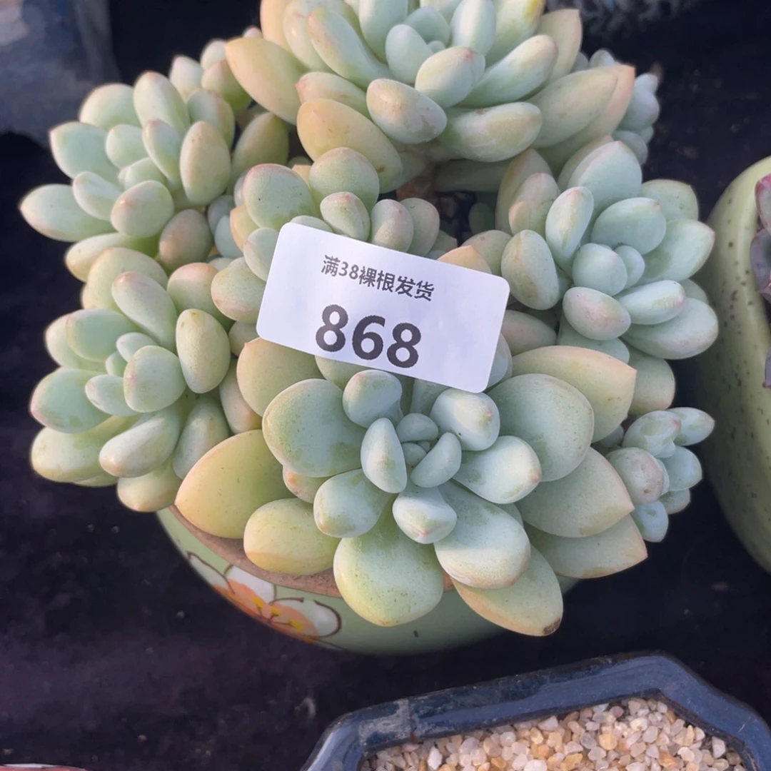 女***王868泡泡糖群生多肉植物一物一拍