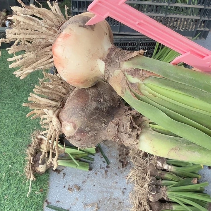 桌舞直径6+基地球