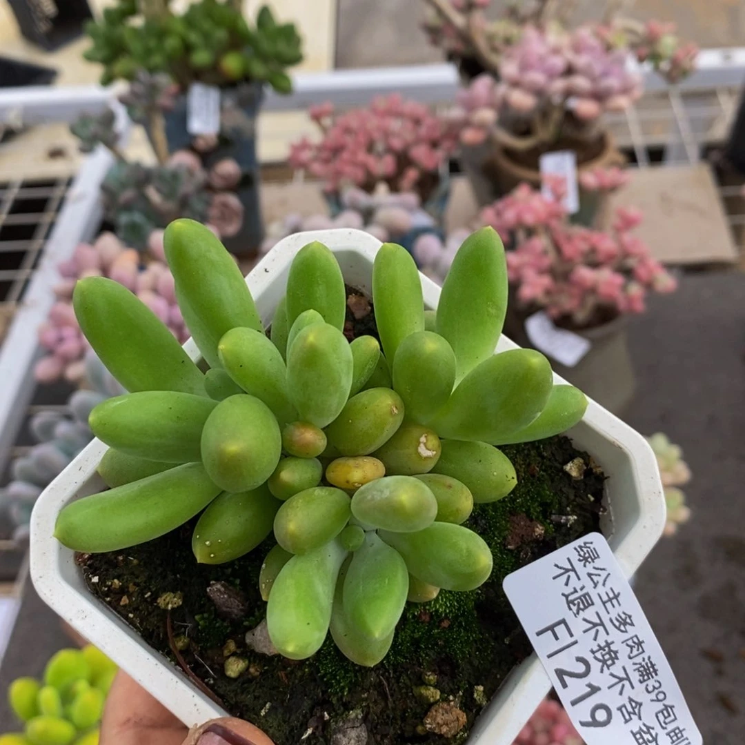 芒果奶酪219/7c m