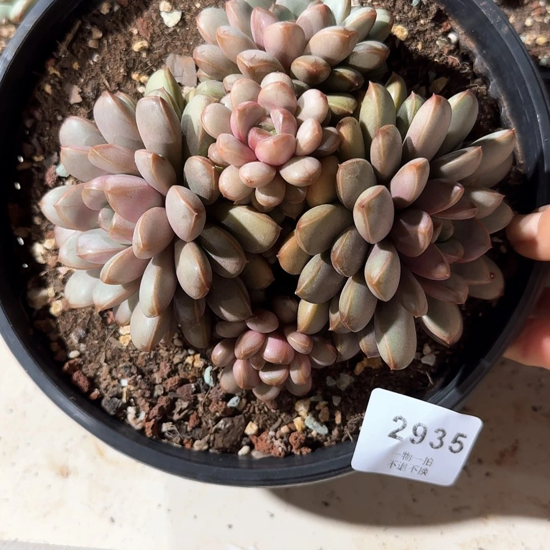 C****72935号葡萄多肉