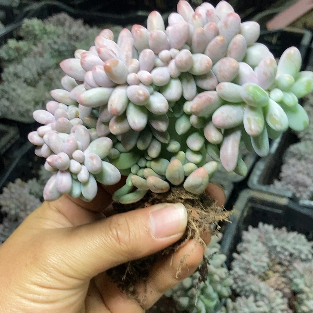 汤圆缀随机外播10厘米