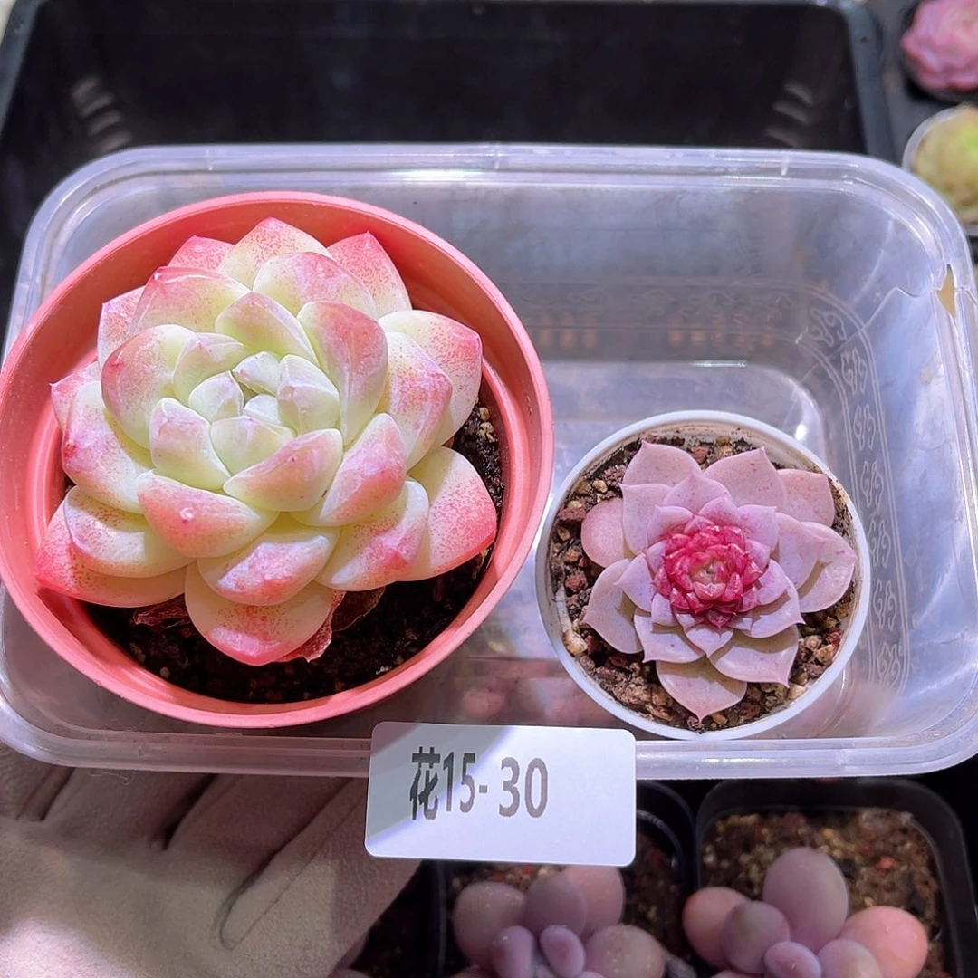 花利美15-30冰玉➕落霞