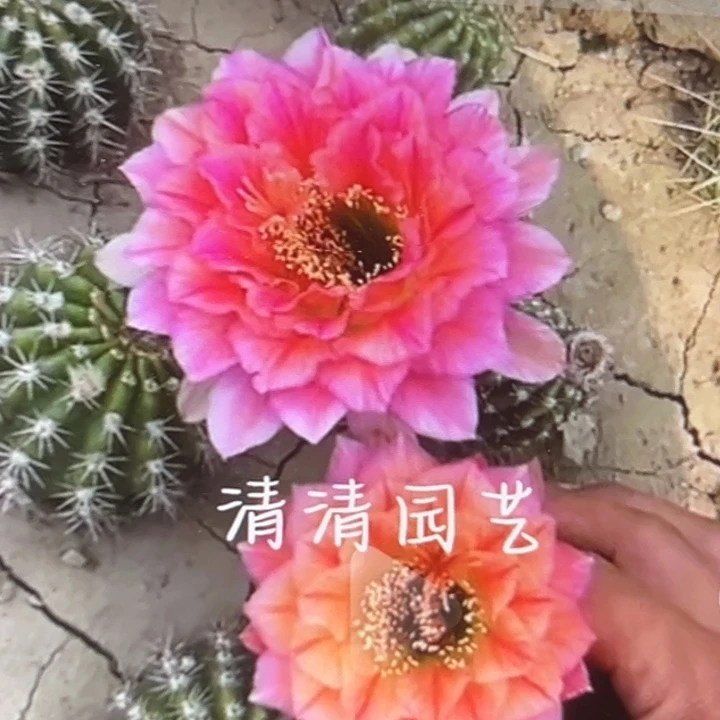 清清立夏加强侧牙瑕疵歪有黑点尺寸3厘米