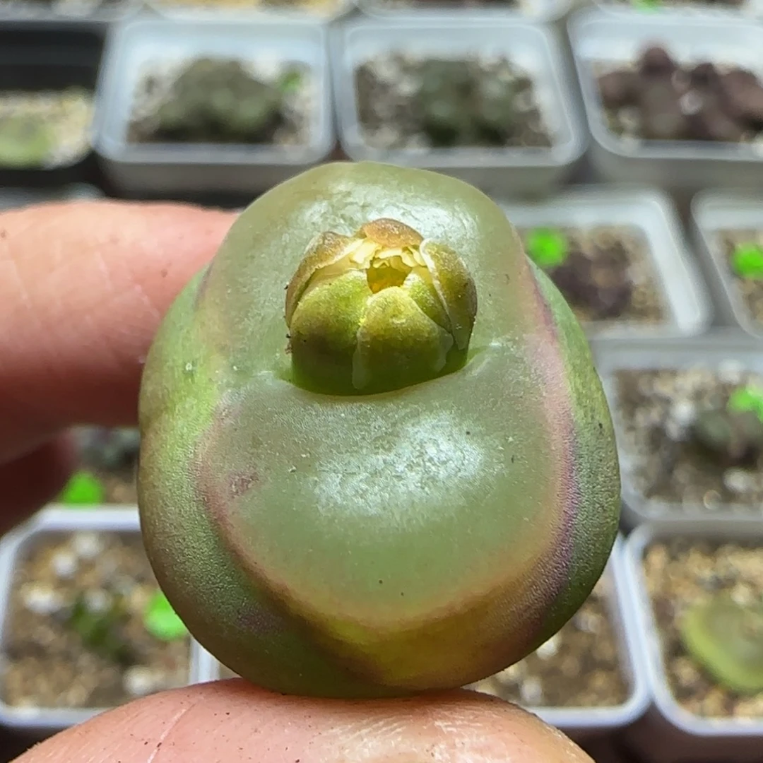 2.4瑕疵漂亮多肉植物72