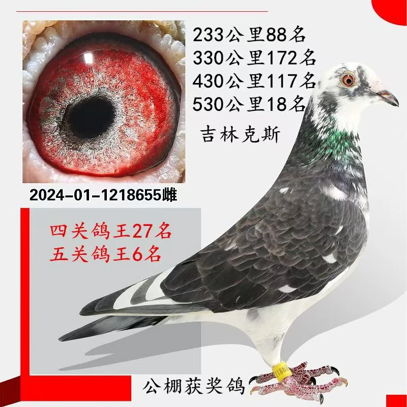 吉林克斯雌鸽 信鸽成绩鸽 种鸽
