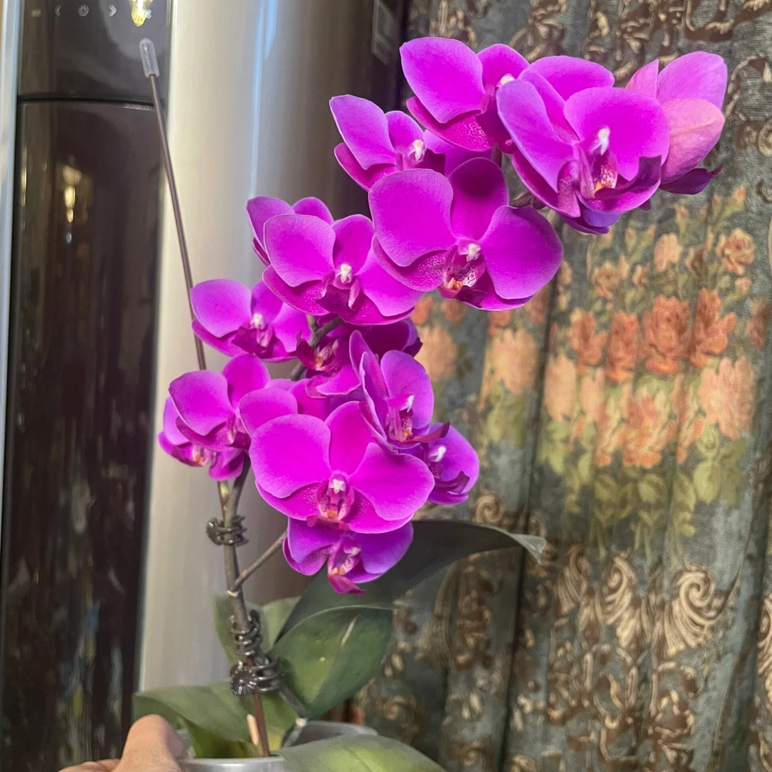 满天红蝴蝶兰2花剑发货爆花品种带花剑发货不带花