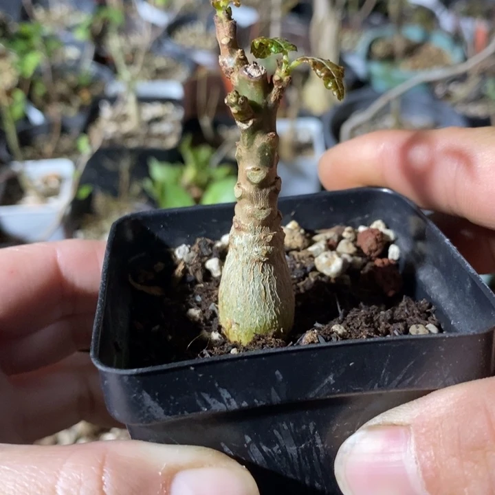 娜娜带盆土发货植物