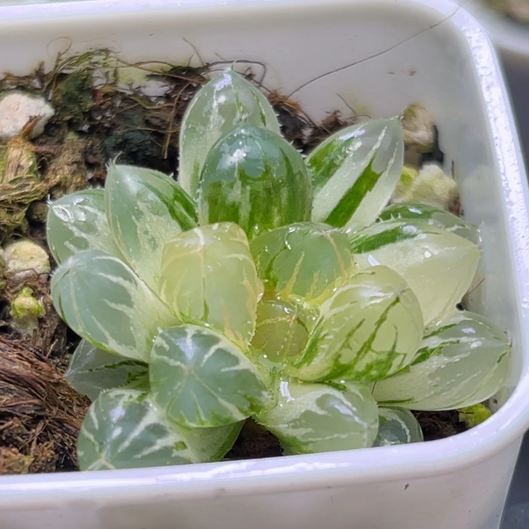 恭喜发财大吉大利2518