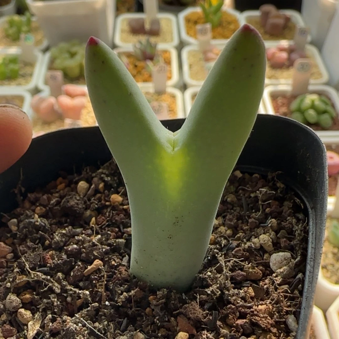 【闪购商品】1114