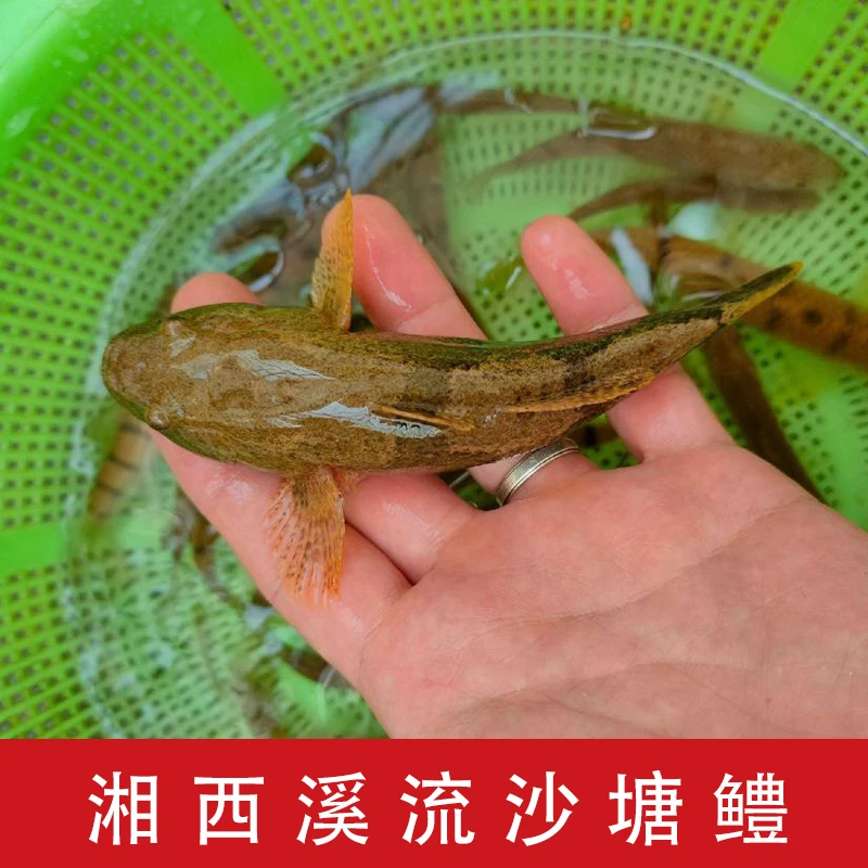 湘西本地溪流土布鱼虎头沙塘鳢鱼笋壳鱼虎头鲨土憨巴虎头呆